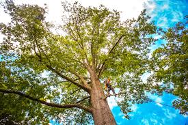 Best Lawn Renovation and Restoration  in Newington Forest, VA