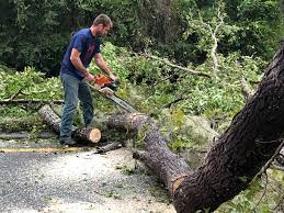 Best Tree Health Inspection  in Newington Forest, VA