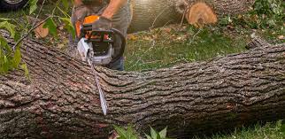 Best Commercial Tree Services  in Newington Forest, VA