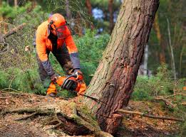 Best Lawn Drainage Solutions  in Newington Forest, VA