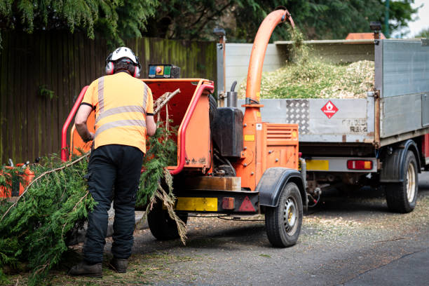 How Our Tree Care Process Works  in  Newington Forest, VA