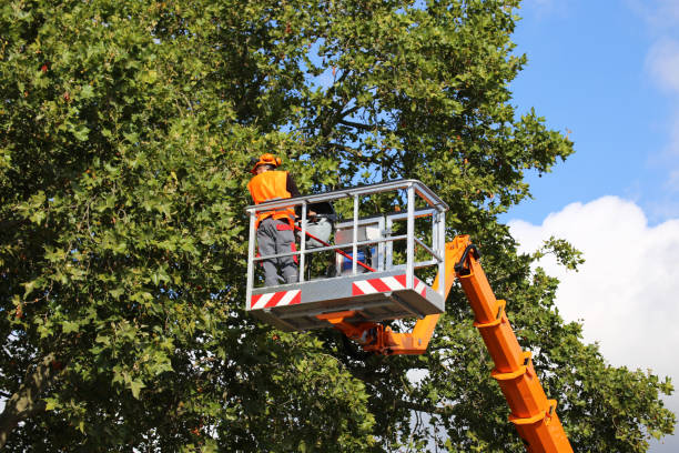 Best Fruit Tree Pruning  in Newington Forest, VA