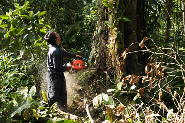 Best Pest Control for Lawns  in Newington Forest, VA