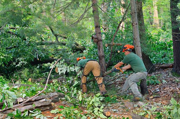 Best Grass Overseeding  in Newington Forest, VA