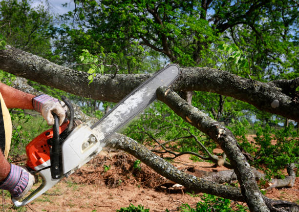 Best Root Management and Removal  in Newington Forest, VA