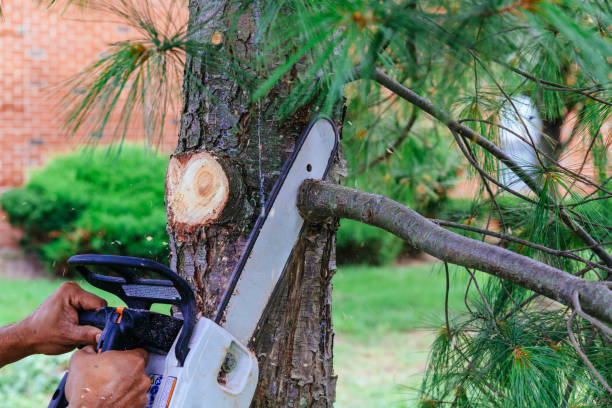 Best Arborist Consultation Services  in Newington Forest, VA